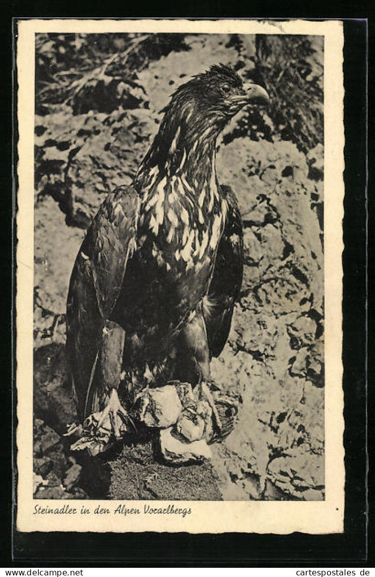 AK Steinadler In Den Alpen Vorarlbergs  - Oiseaux