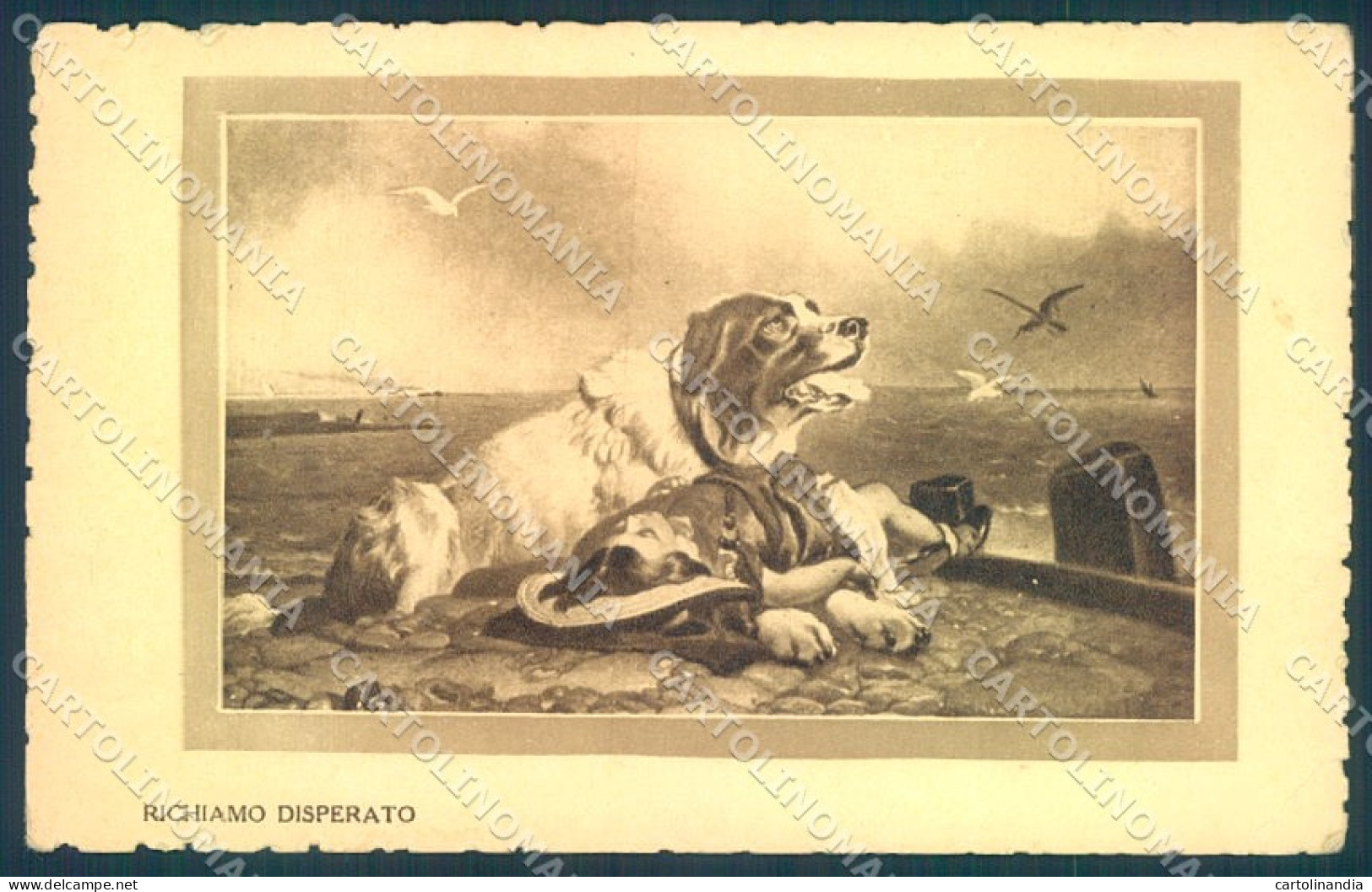 Animals Dog Newfoundlands Child Girl CORNER CREASE Cartolina Postcard TW1324 - Autres & Non Classés