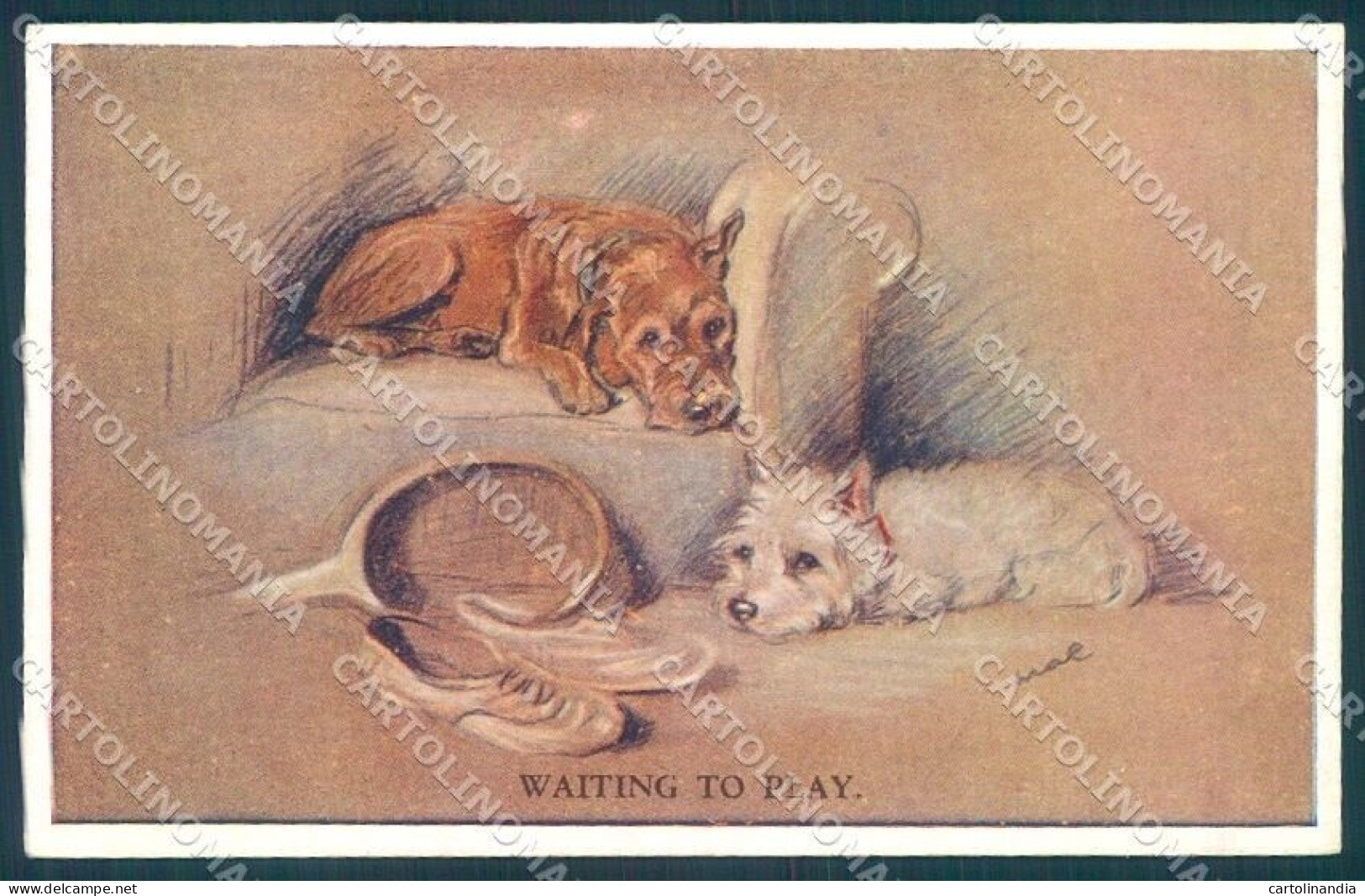 Animals Mac Dog Maltese Tennis Sport Valentines 1106 Cartolina Postcard TW1373 - Autres & Non Classés