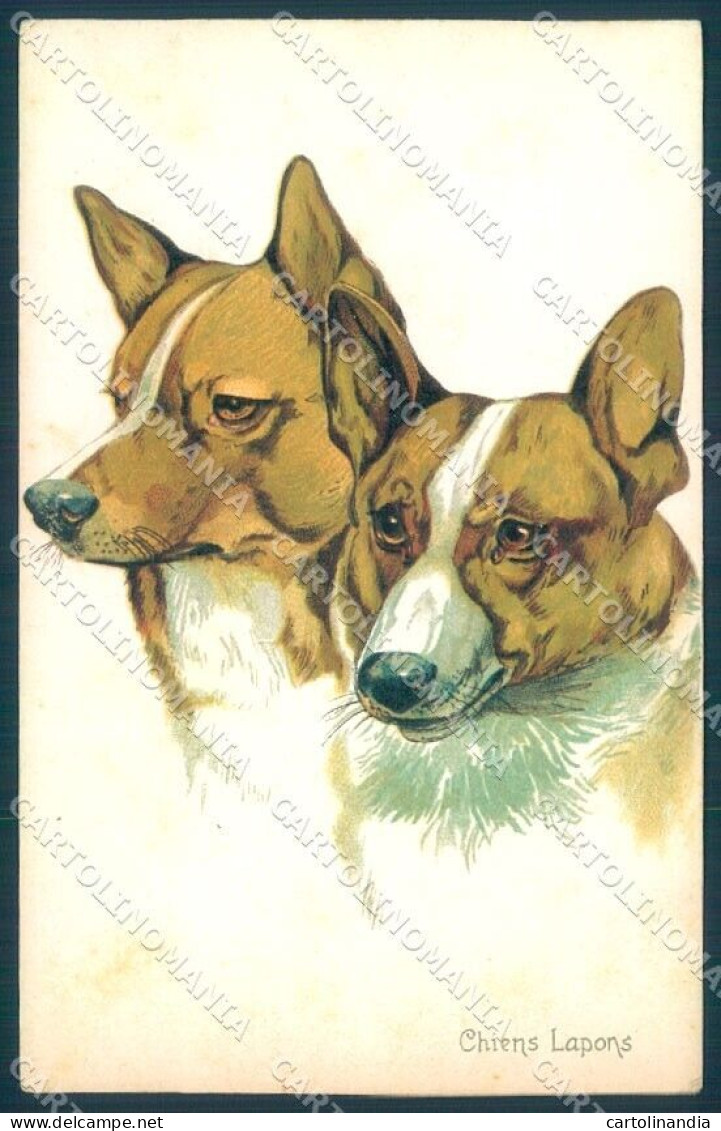 Animals Norfini Dog Lapponian Herder Serie 707-2 Cartolina Postcard TW1307 - Other & Unclassified