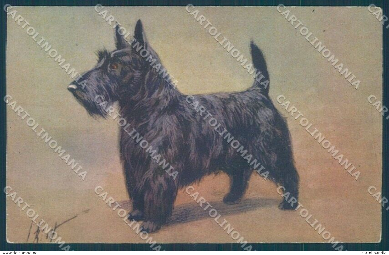 Animals Rivst Dog Scotch Terrier Serie 96 Cartolina Postcard TW1302 - Other & Unclassified