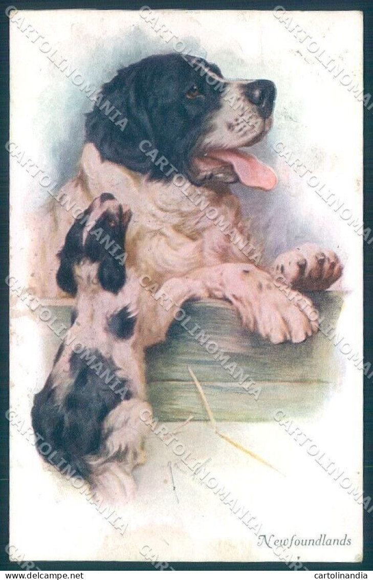 Animals Dog Newfoundlands Vivian Mansell 1026 London Cartolina Postcard TW1288 - Other & Unclassified