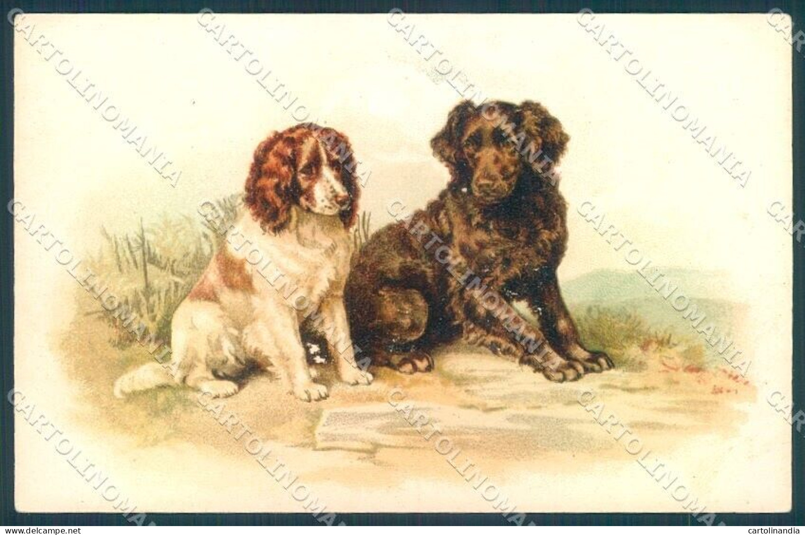 Animals Dog Cocker Cartolina Postcard TW1282 - Other & Unclassified