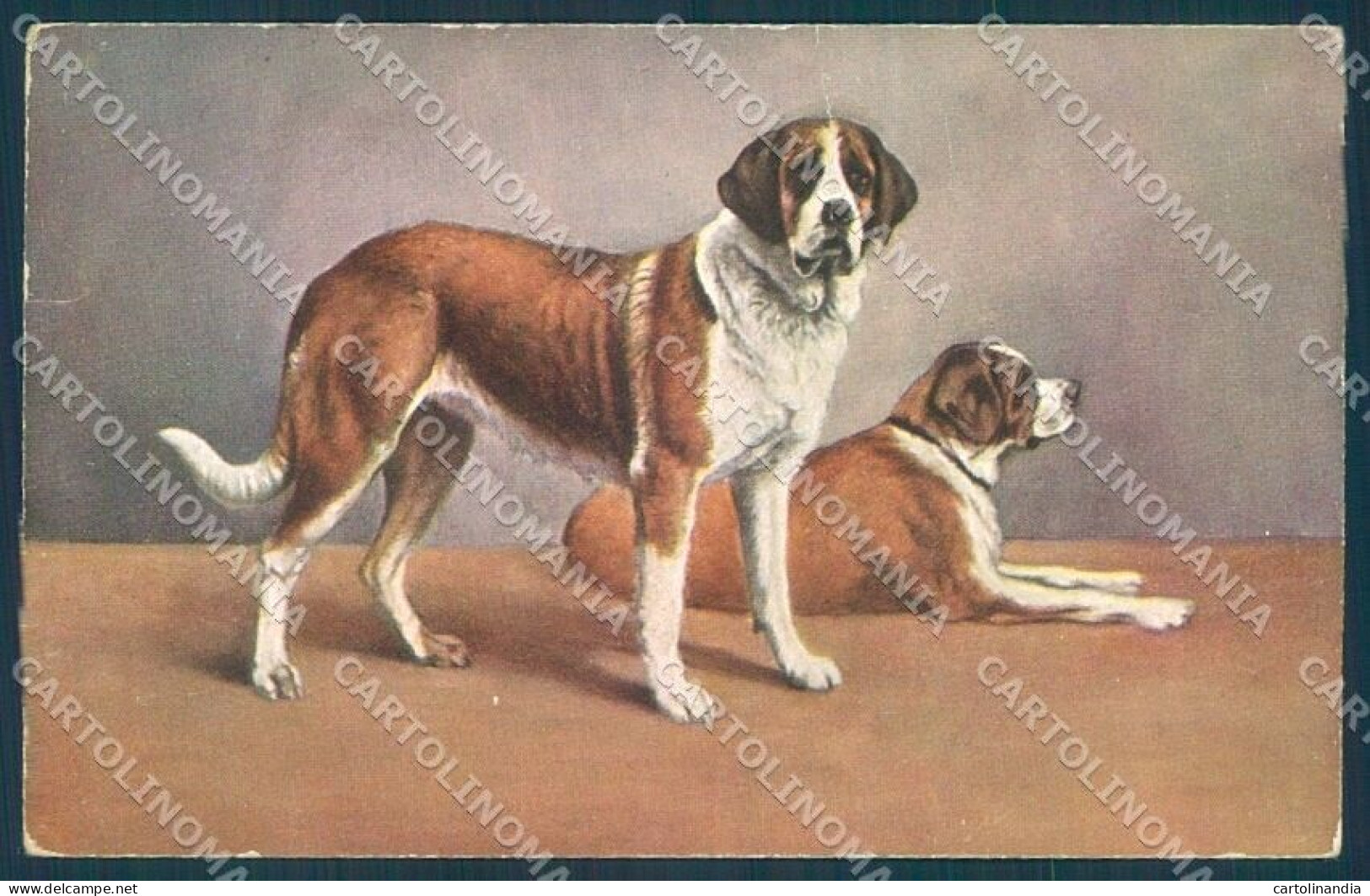 Animals Reichert ? Dog Saint Bernard TSN Serie 707 Cartolina Postcard TW1312 - Other & Unclassified