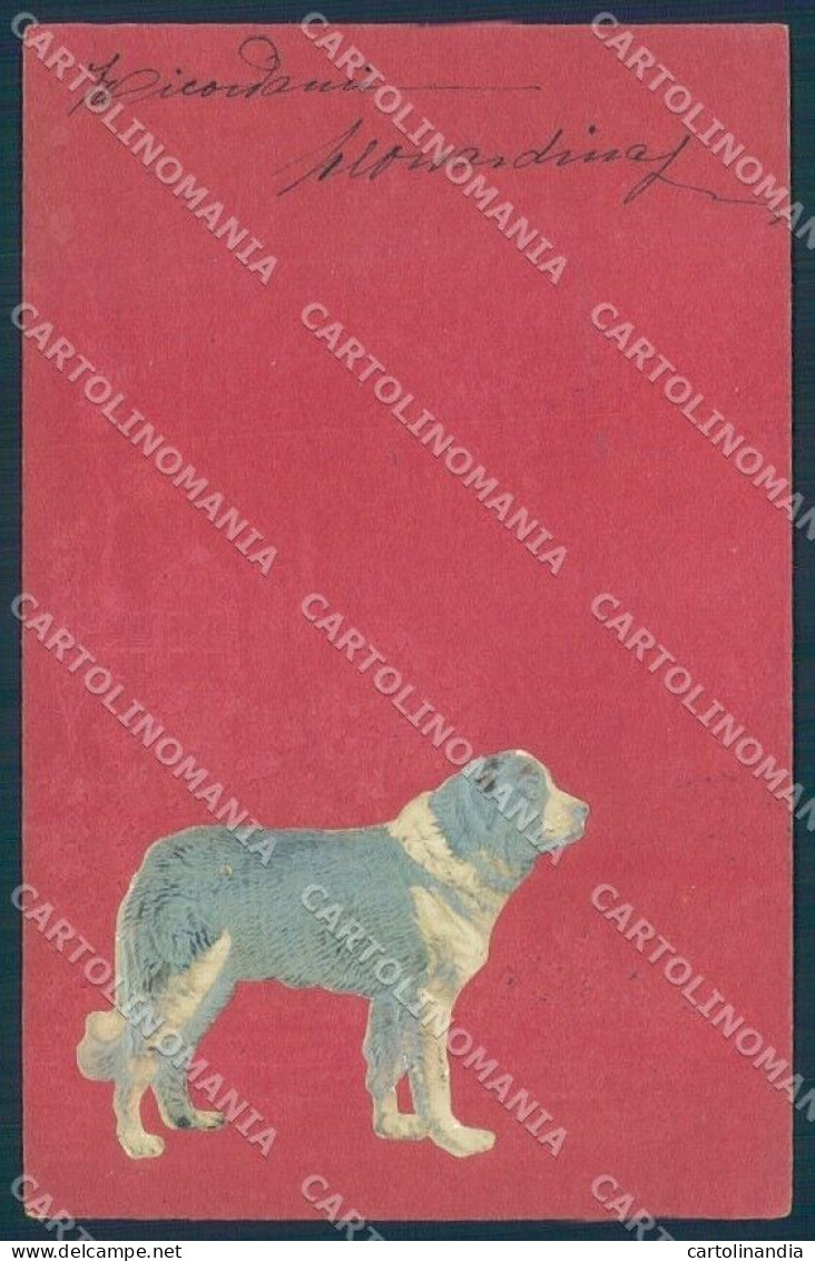 Animals Dog Saint Bernard Relief Cartolina Postcard TW1279 - Other & Unclassified