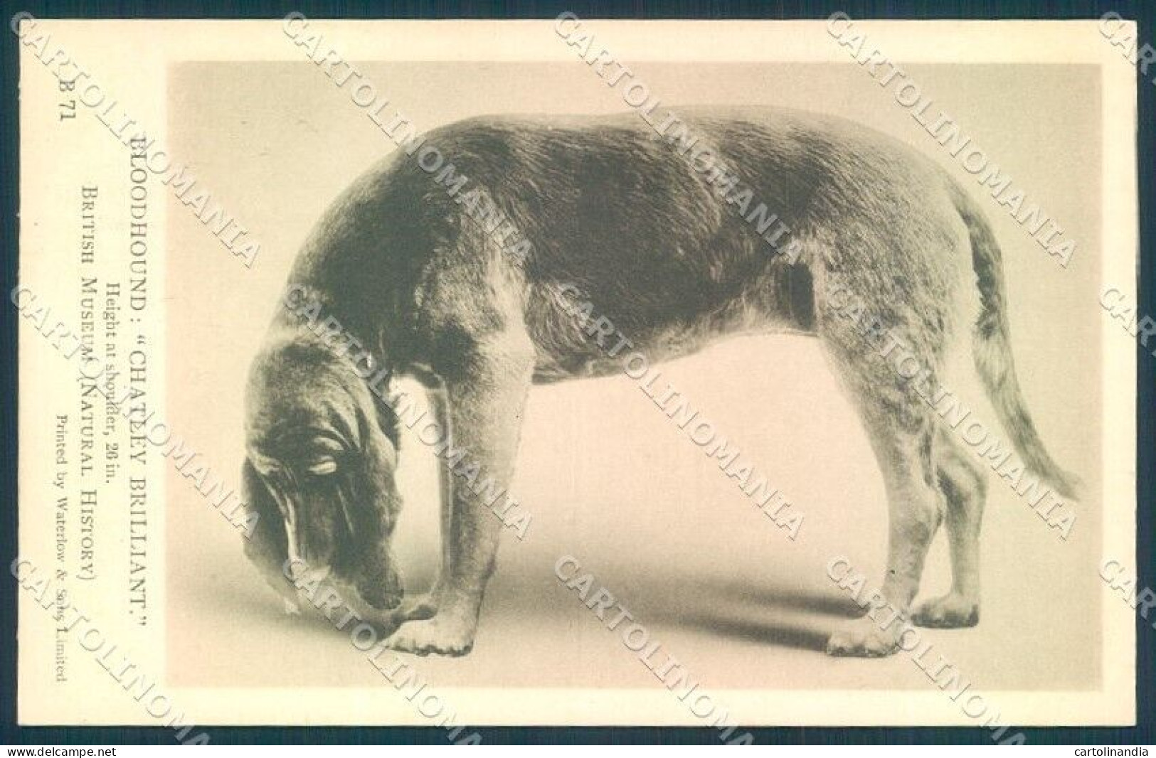 Animals Dog Bloodhound British Museum Waterlow B 72 Cartolina Postcard TW1250 - Other & Unclassified