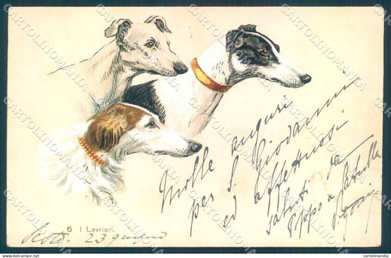 Animals Dog Italian Greyhound Serie 6 CORNER CREASE Cartolina Postcard TW1245 - Other & Unclassified