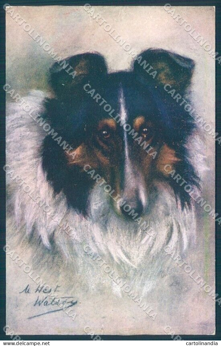 Animals Maud West Watson Collie Dog Tucks Oilette 9889 Postcard TW1244 - Other & Unclassified