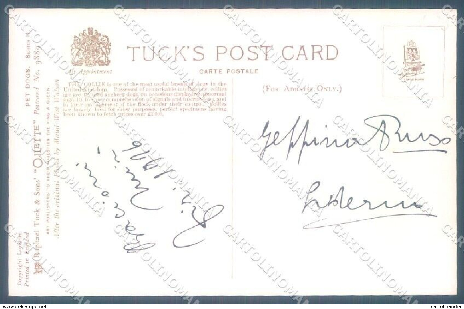 Animals Maud West Watson Collie Dog Tucks Oilette 9889 Postcard TW1244 - Other & Unclassified