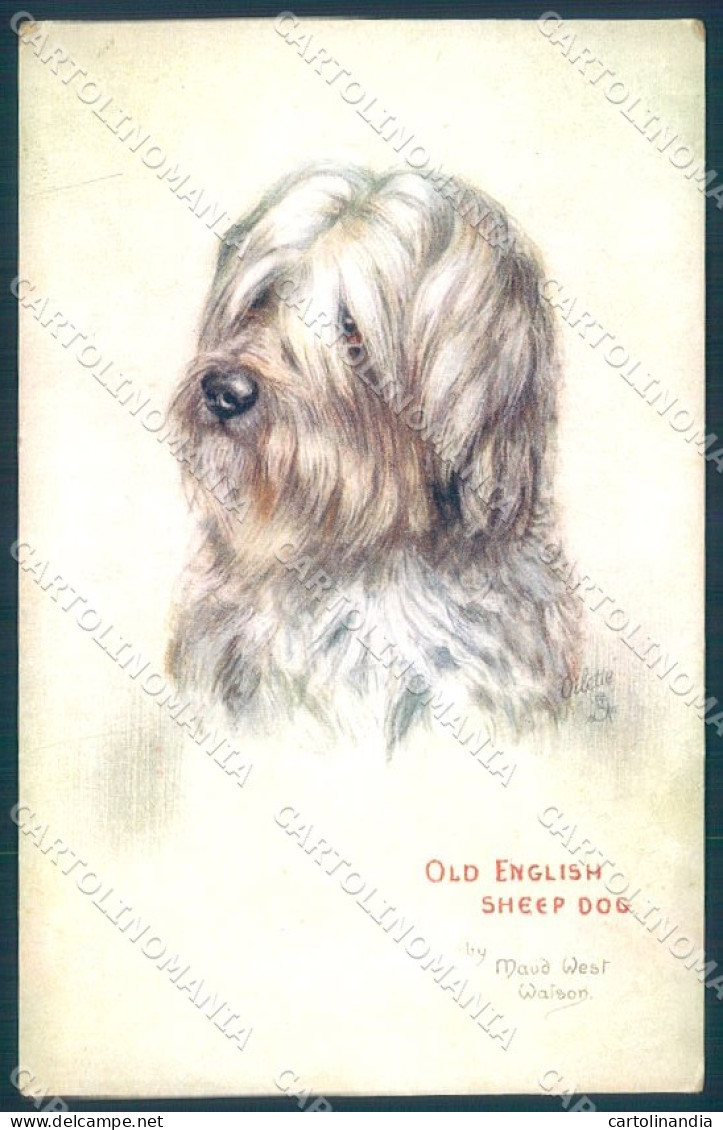 Animals Maud West Watson English Sheep Dog Tucks Oilette 8837 Postcard TW1327 - Sonstige & Ohne Zuordnung