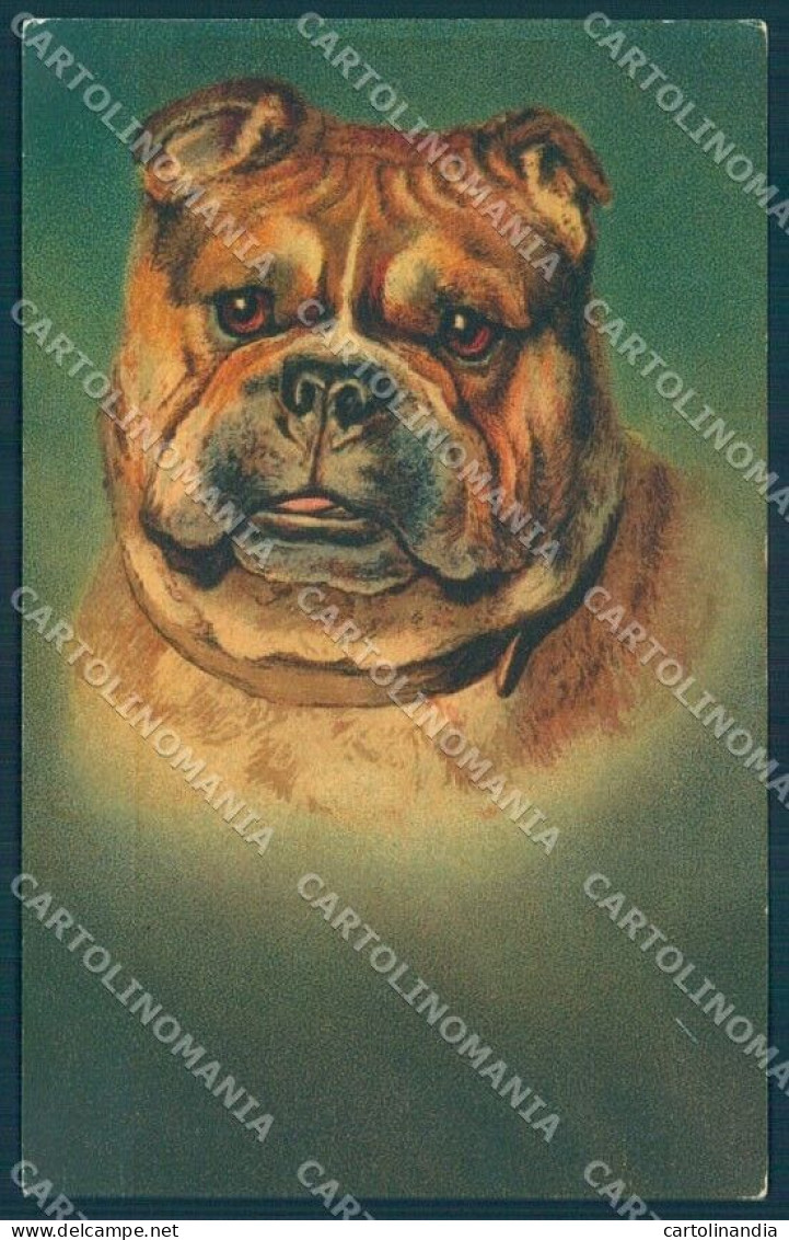 Animals Dog English Bulldog Velvet Serie 614 Cartolina Postcard TW1202 - Sonstige & Ohne Zuordnung