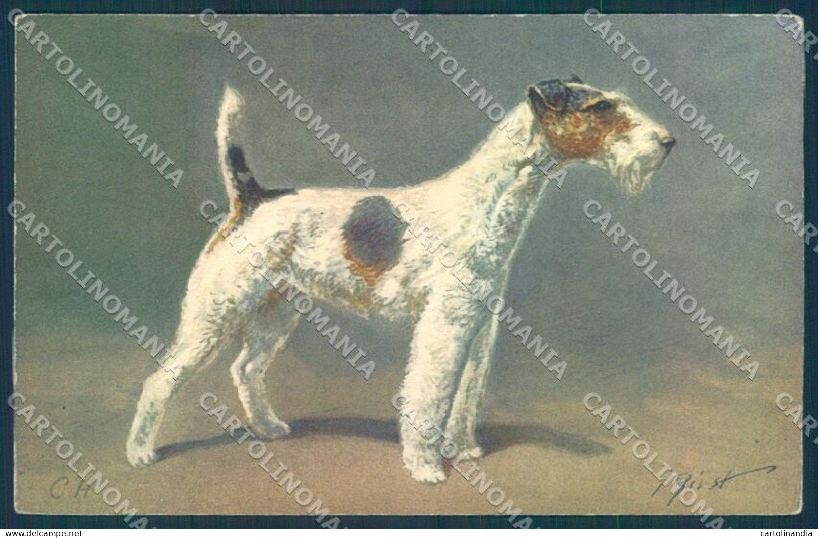 Animals Rivst Dog Fox Terrier Serie 95 Cartolina Postcard TW1300 - Sonstige & Ohne Zuordnung