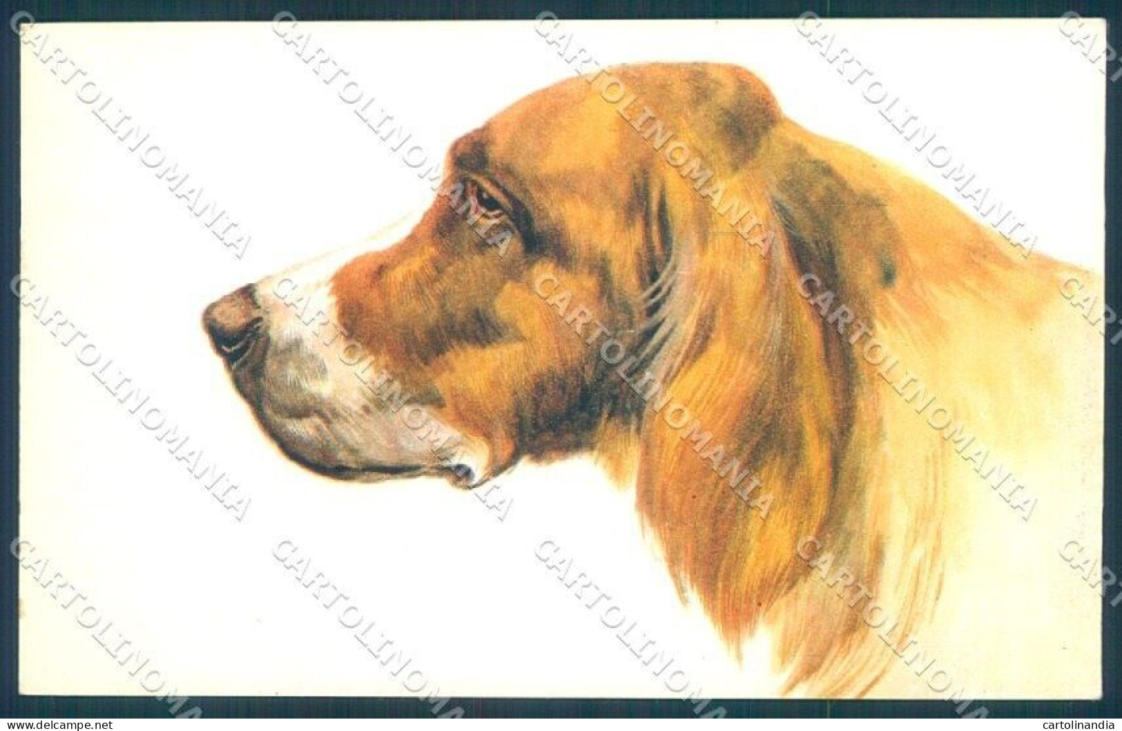 Animals Norfini Dog Setter Serie 1044 Cartolina Postcard TW1297 - Sonstige & Ohne Zuordnung