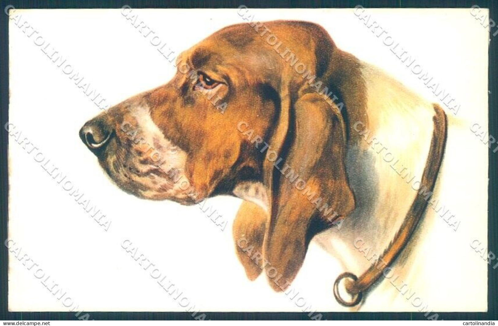 Animals Norfini Dog Bracco Serie 1044 CREASED Cartolina Postcard TW1296 - Sonstige & Ohne Zuordnung