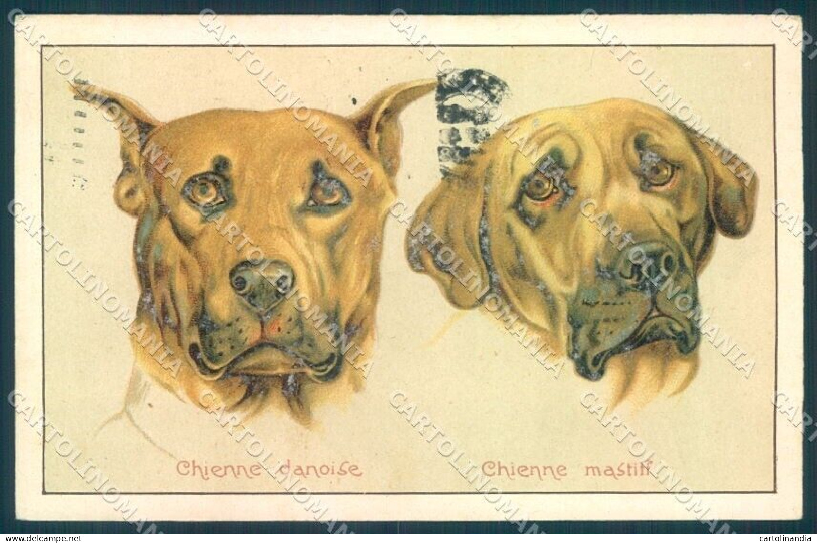 Animals Dog Mastiff Great Dane Serie 377-1 Cartolina Postcard TW1126 - Sonstige & Ohne Zuordnung