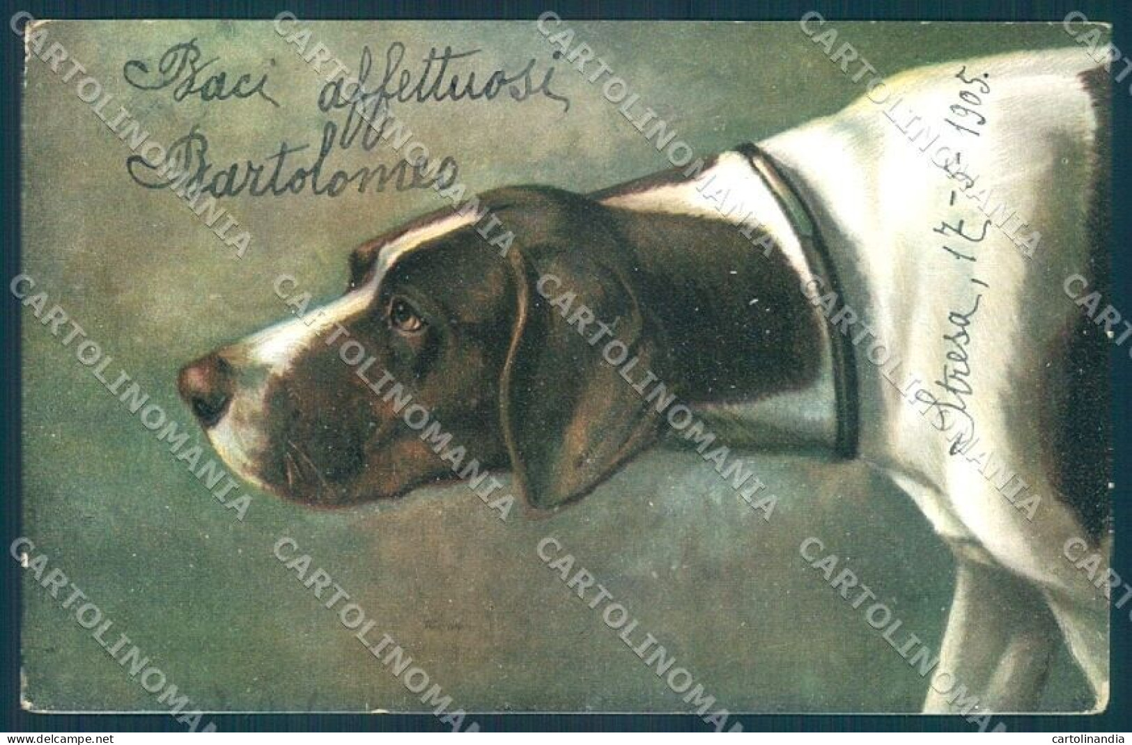 Animals Dog Pointer Serie 7386 Cartolina Postcard TW1121 - Sonstige & Ohne Zuordnung