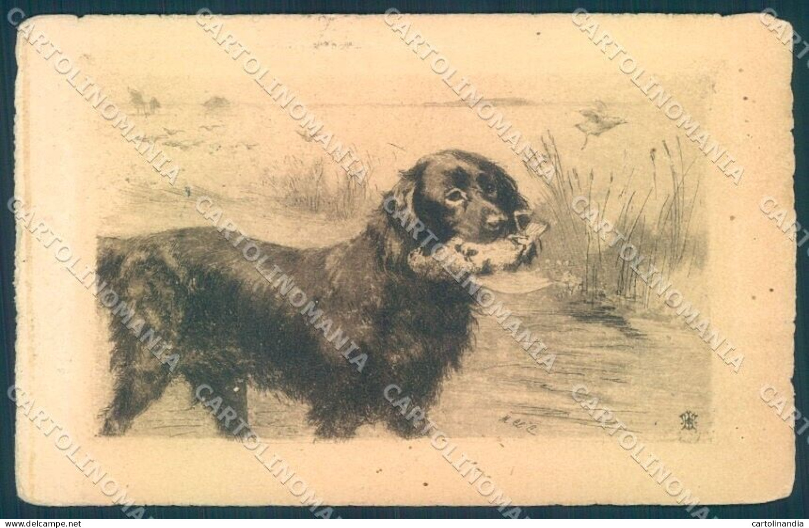 Animals Hovawart Dog Hunting Partridge Cartolina Postcard TW1144 - Sonstige & Ohne Zuordnung