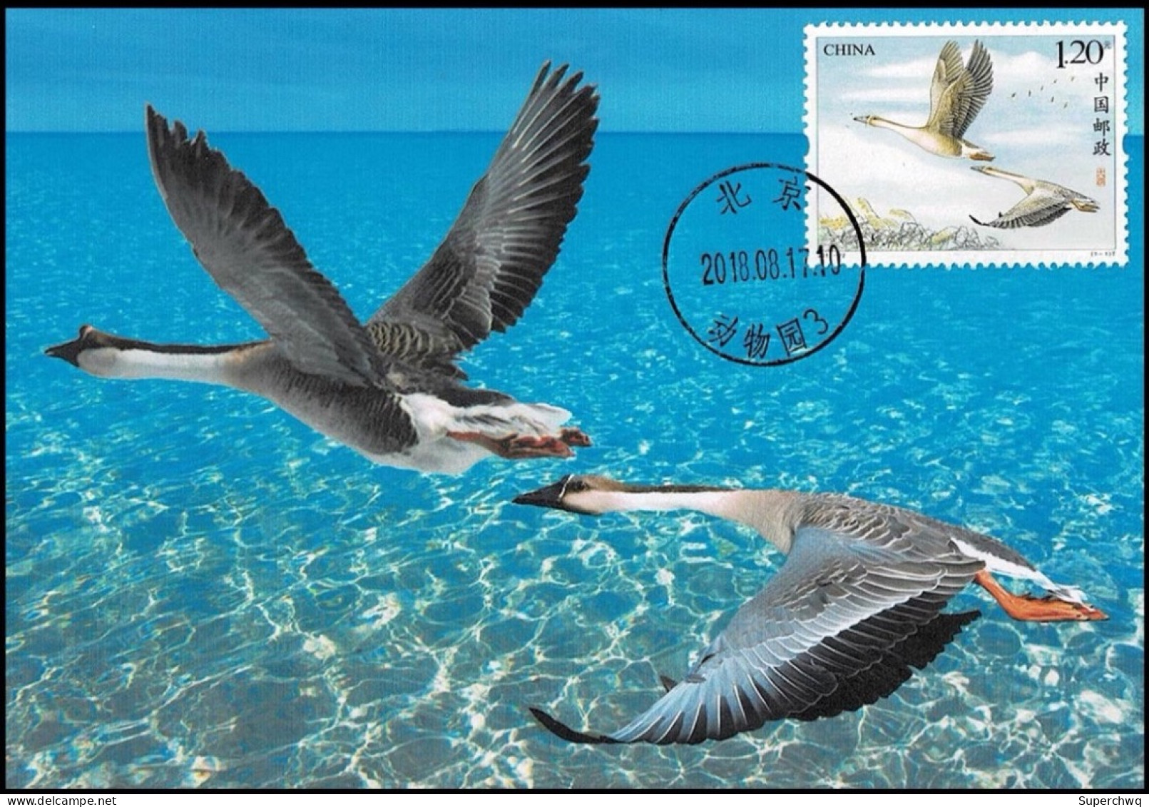 China Maximum Card 2018-22 Wild Goose,1 Pcs - Cartoline Maximum