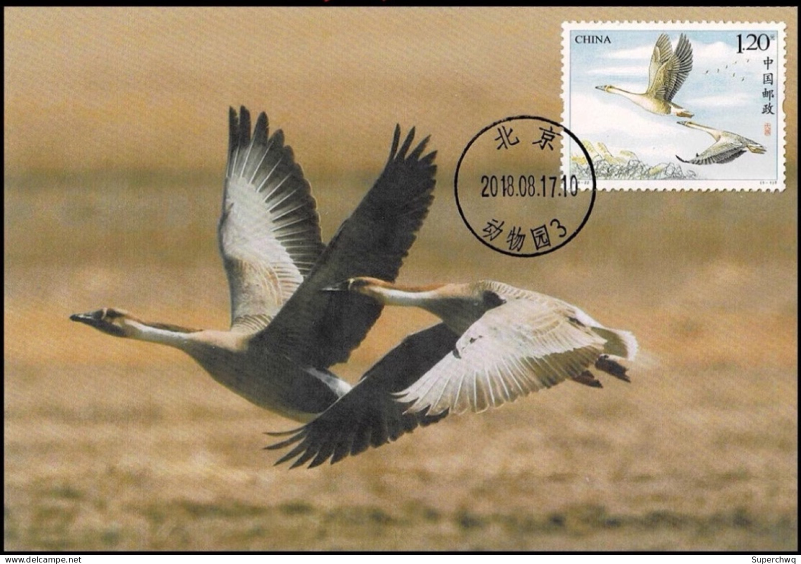 China Maximum Card 2018-22 Wild Goose,1 Pcs - Tarjetas – Máxima