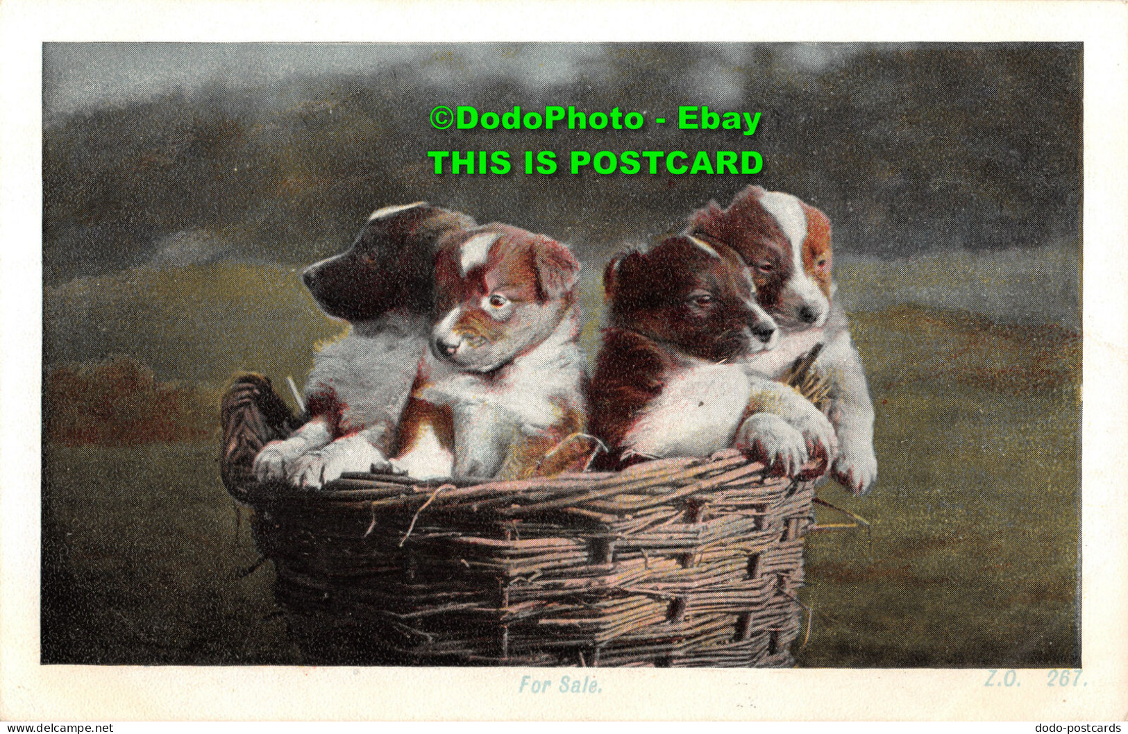 R400267 For Sale. Puppies In The Basket. Z. O. 267. A. And G. Taylors Orthochrom - Mondo
