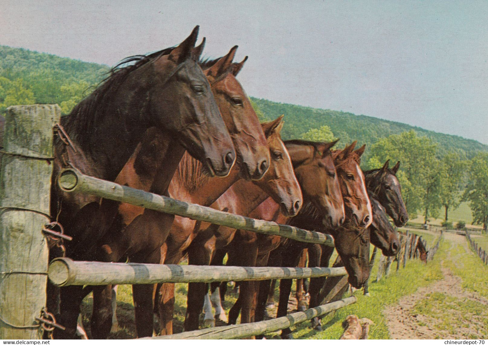 ANIMAUX CHEVAUX - Chevaux