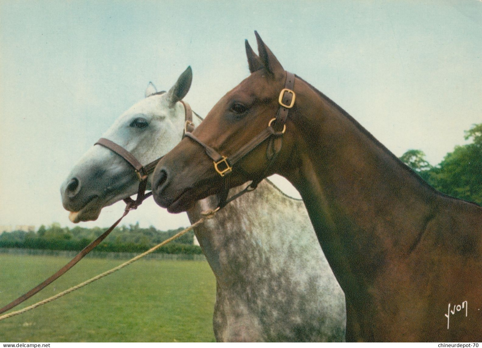 ANIMAUX CHEVAUX - Chevaux