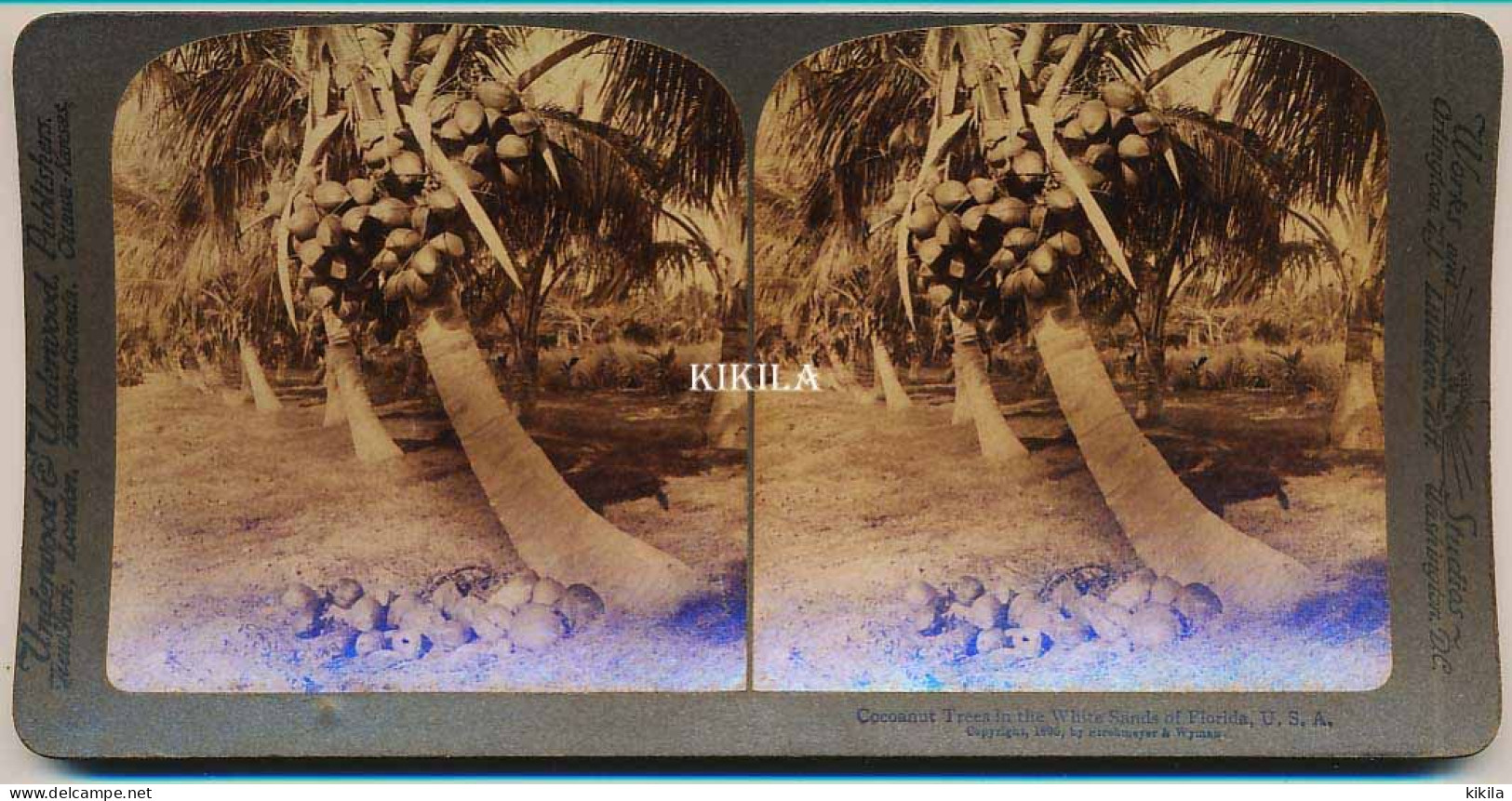 Photo Stéréoscopique (9) 7,7 X 8 Cm Carton Fort 17,7 X 8,8 Cm (99) Cocoanut Trees In The White Sands Of Florida, U.S.A.* - Stereo-Photographie