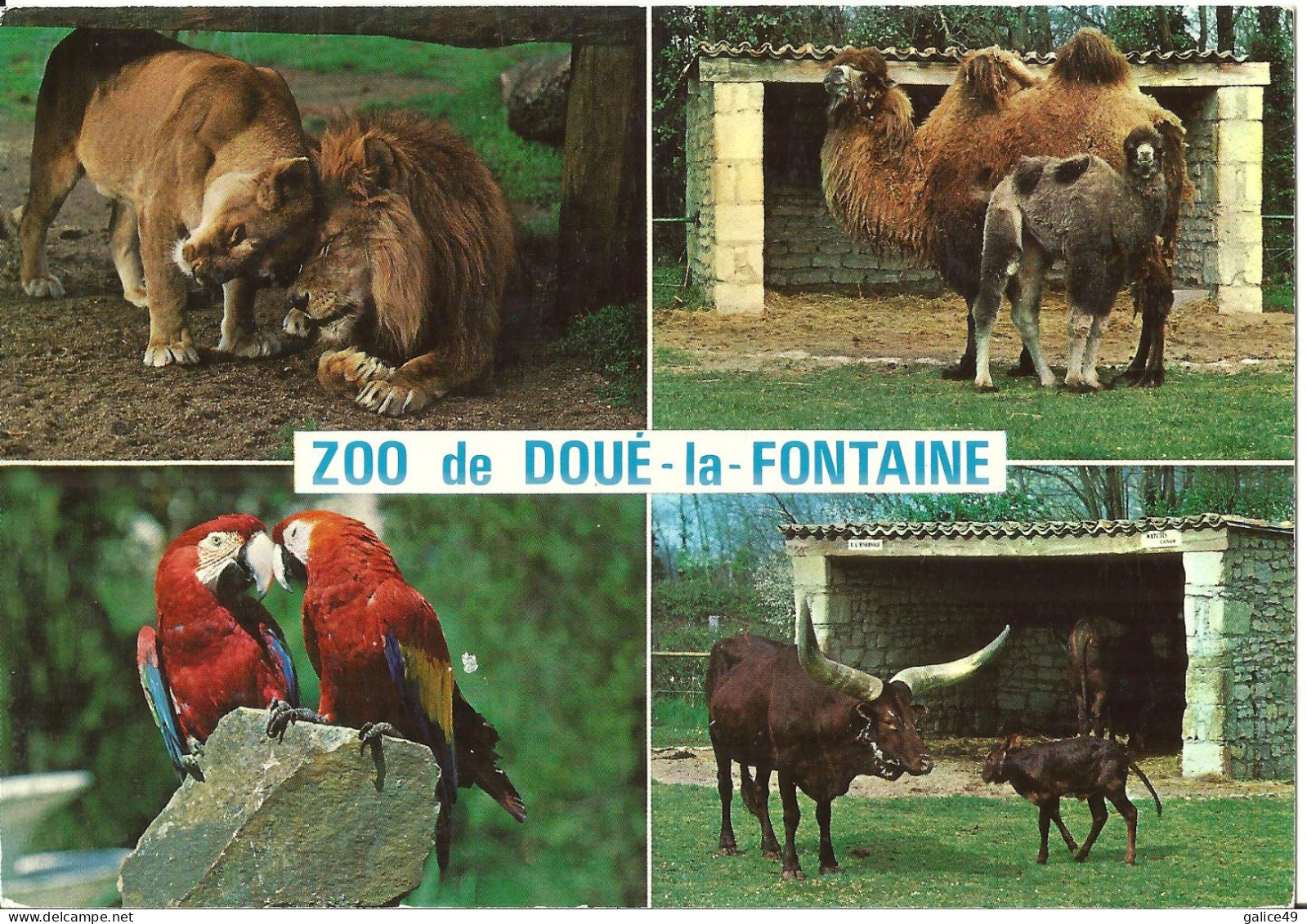 1862 Doué La Fontaine - Zoo De Doué - Doue La Fontaine