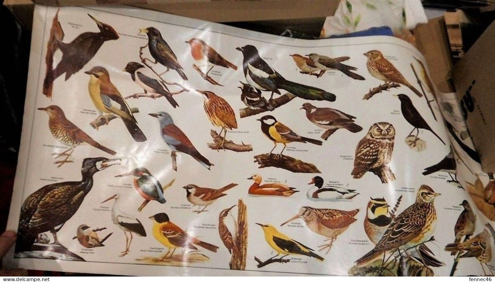 * Lot De Trois Anciens Posters Des Editions ELSEVIERS (Editeur De La Nature)  - Oiseaux, Poissons Et Fleurs - Posters