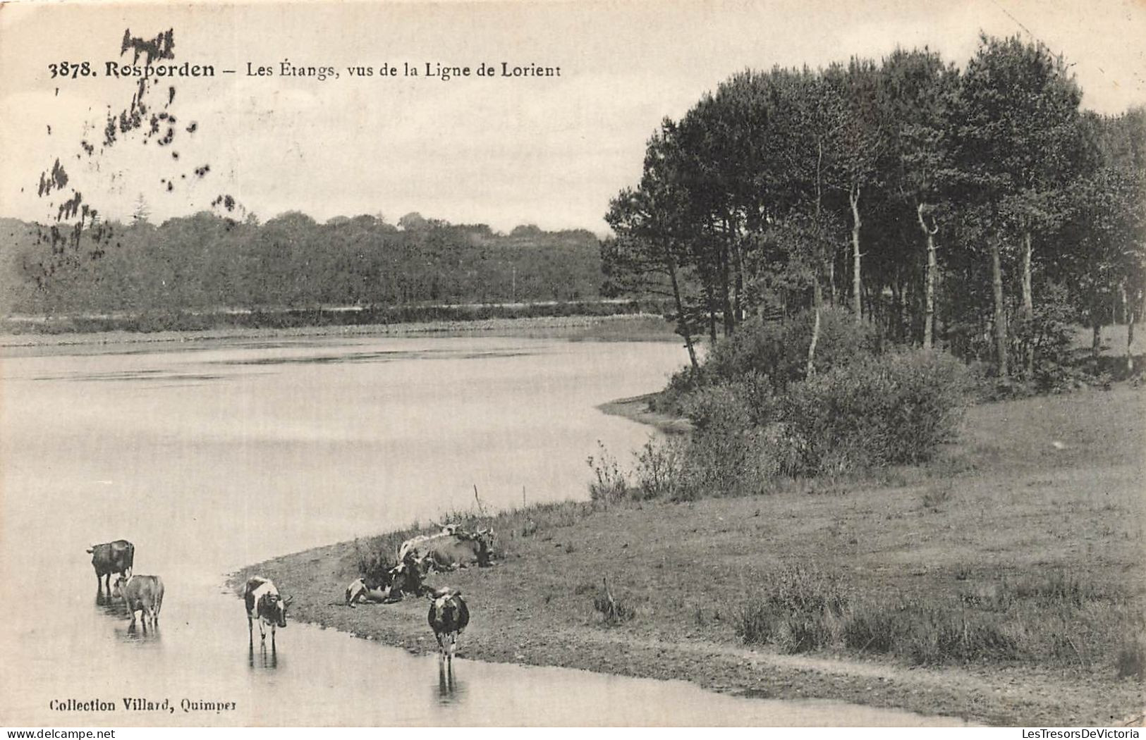 FRANCE - Rosporden - Les Etangs - Vus De La Ligne De Lorient - Vue Générale - Vaches - Forêt - Carte Postale Ancienne - Quimper