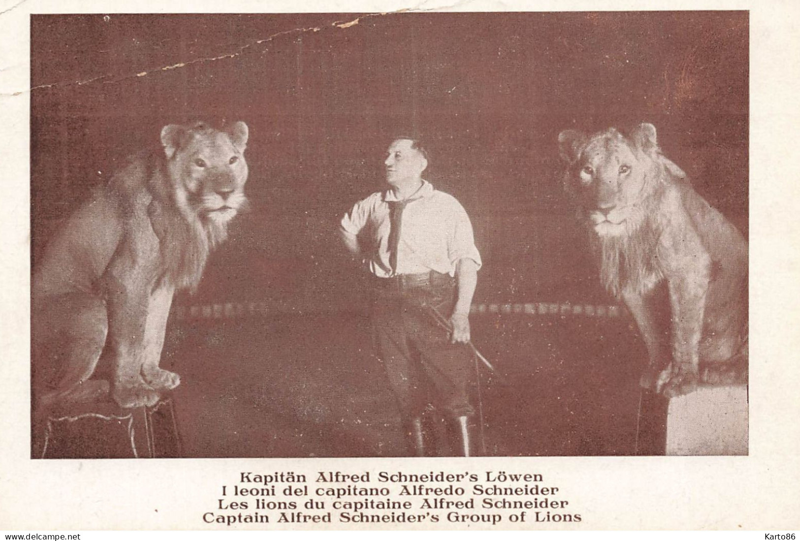 Cirque Circus * CPA * Kapitän Alfred SCHNEIDER'S LÖWEN * Les Lions - Circo