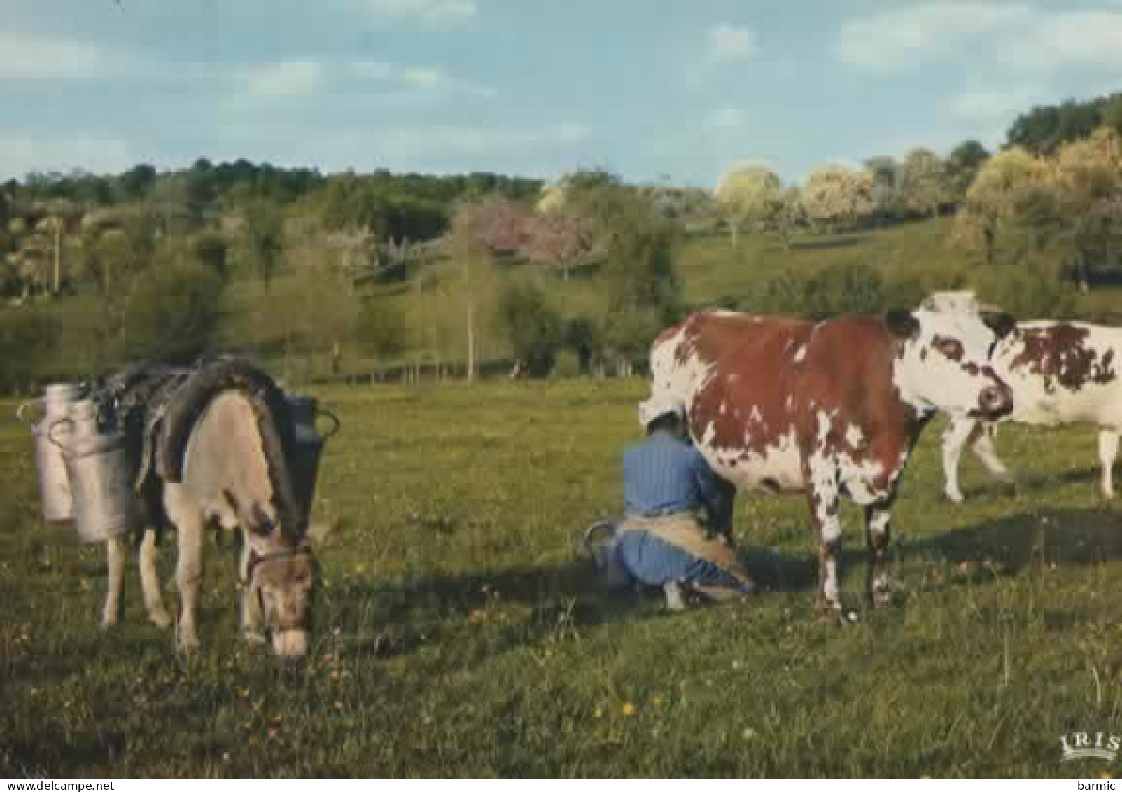 PAYSAGE NORMAND, VACHES AU PATURAGE ET A LA TRAITE  COULEUR REF 15629 - Mucche