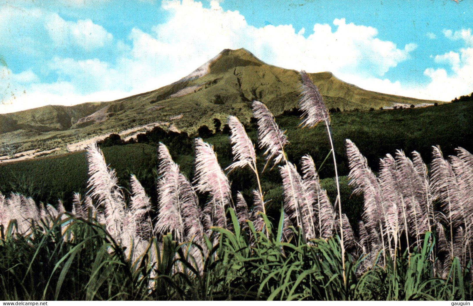 CPSM - MARTINIQUE - La Montagne Pelée Et Cannes En Fleurs - Edition S.A.E.C. (format 9x14) - Autres & Non Classés