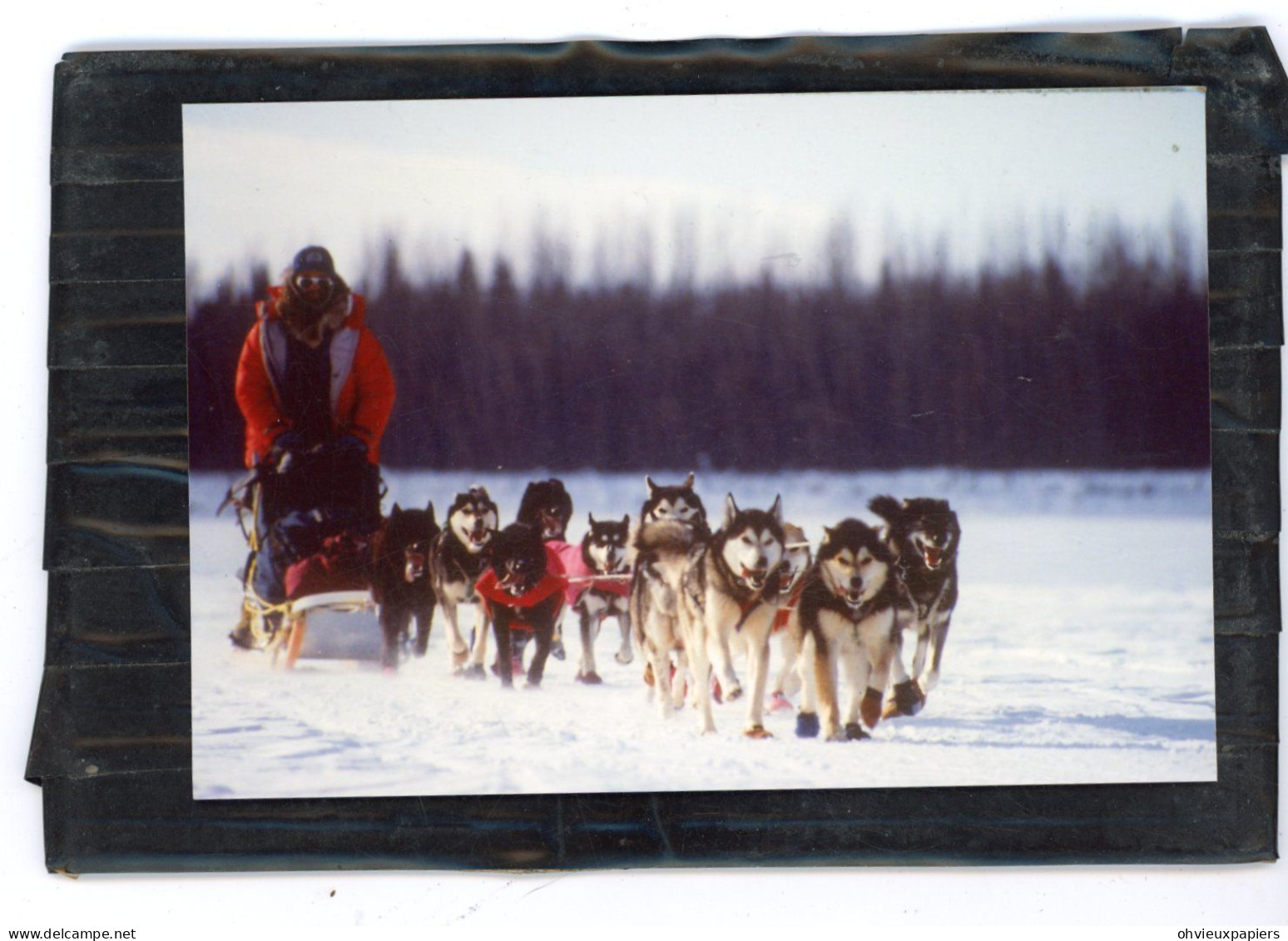 Diapositive Et Photo Originale .  Chiens De Traineaux  , HUSKY ,  MALAMUTE D'ALASKA .. Photos  VINITZKY VLADIMIR   1987 - Places