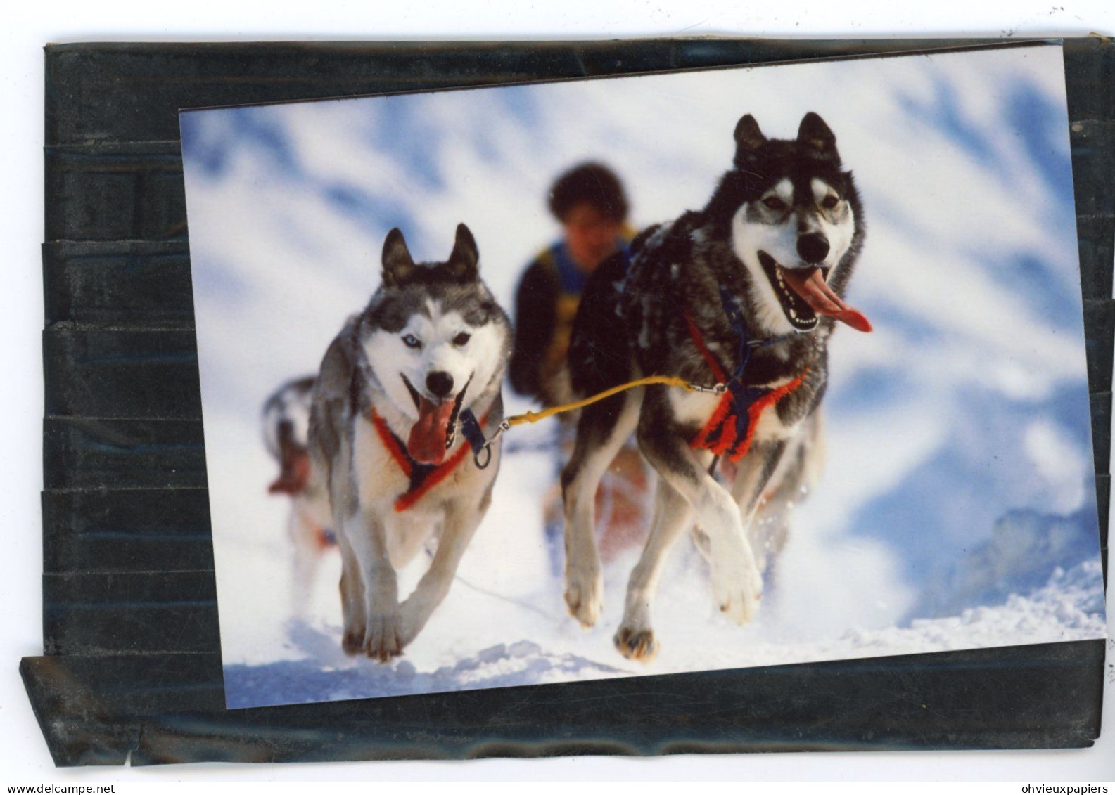 Diapositive Et Photo Originale .  Chiens De Traineaux  , HUSKY ,  MALAMUTE D'ALASKA .. Photos  VINITZKY VLADIMIR   1987 - Places