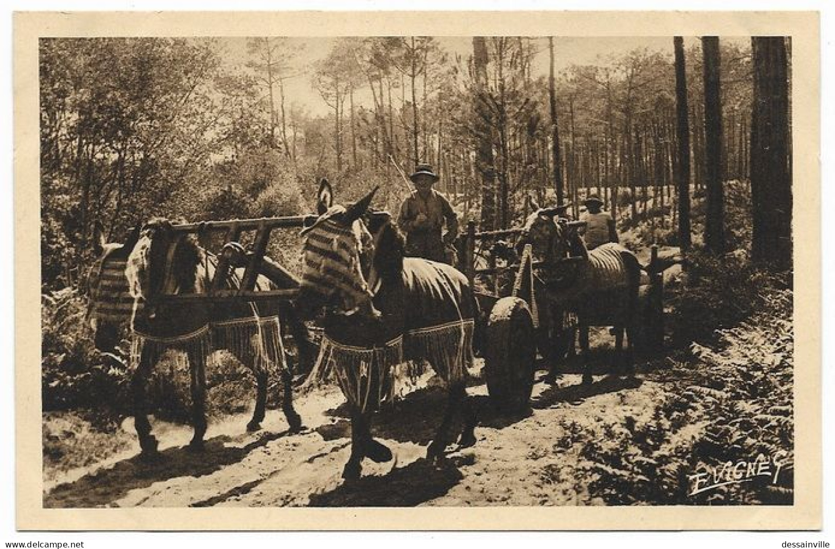 GUYENNE GASCOGNE - Attelage De Mules - Altri & Non Classificati