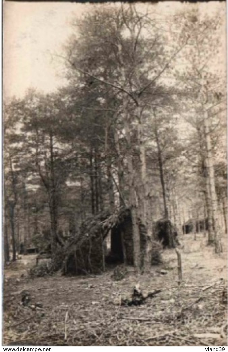 Cabanes Dans Les Bois. CPA. - Árboles