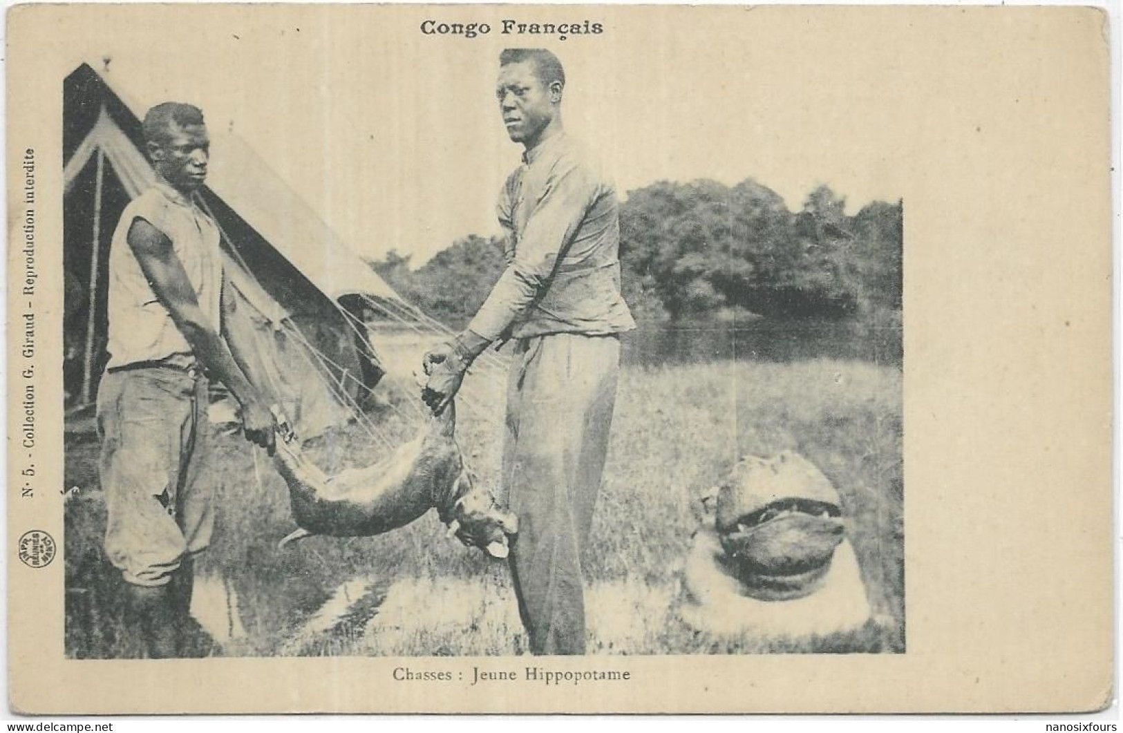 AFRIQUE CONGO FRANCAIS.  CHASSE JEUNE HIPPOPOTAME - Congo Français