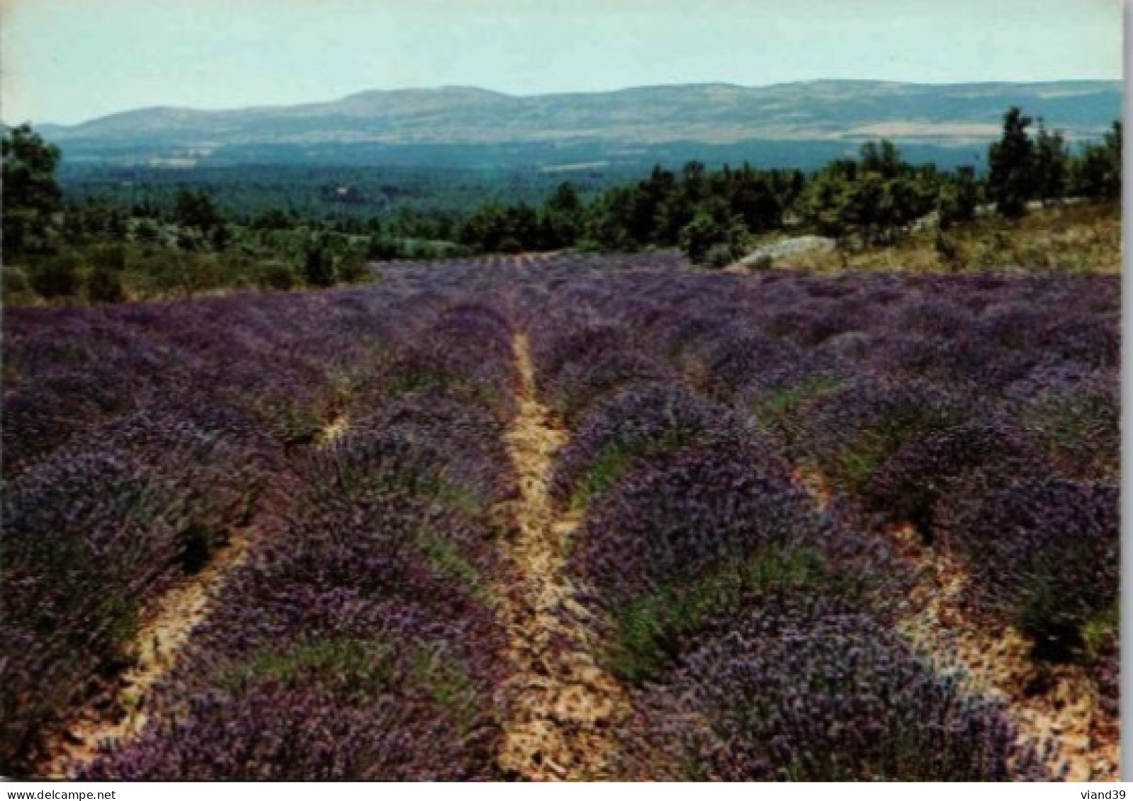 Champ De Lavande.   1975. - Flowers