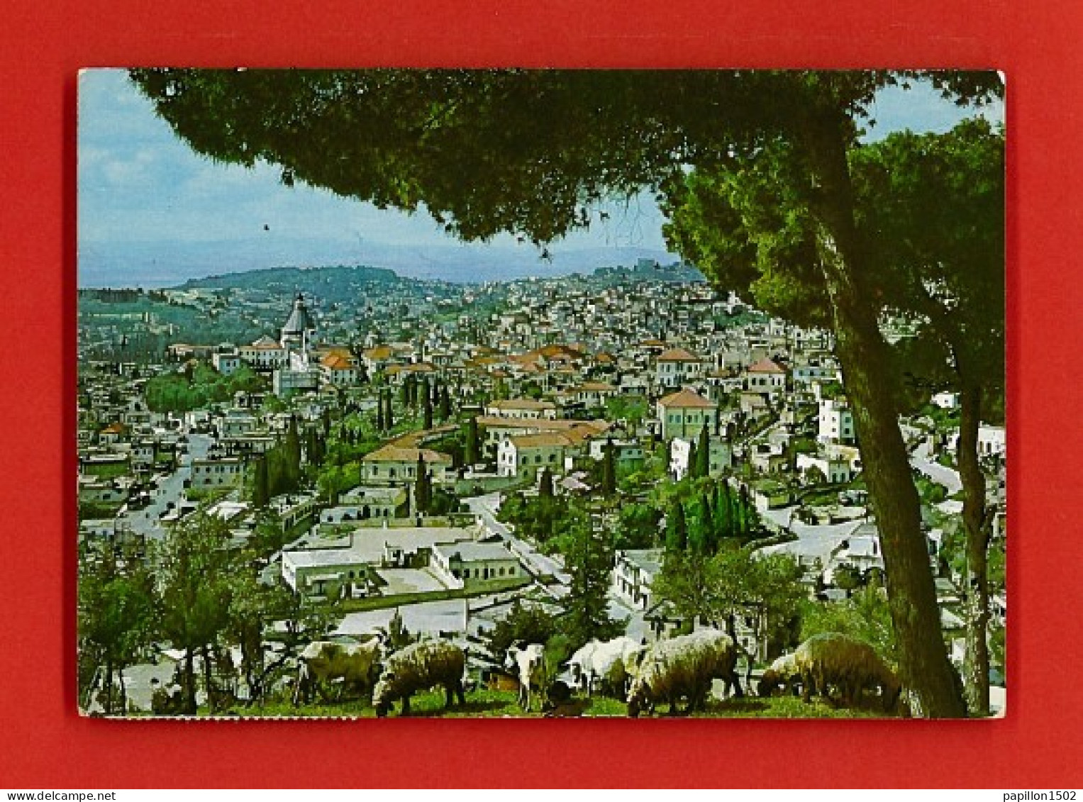 E-Israel-84PH1  NAZARETH, Vue Générale Sur La Ville, Au Premier Plan Chèvres Et Moutons - Israel