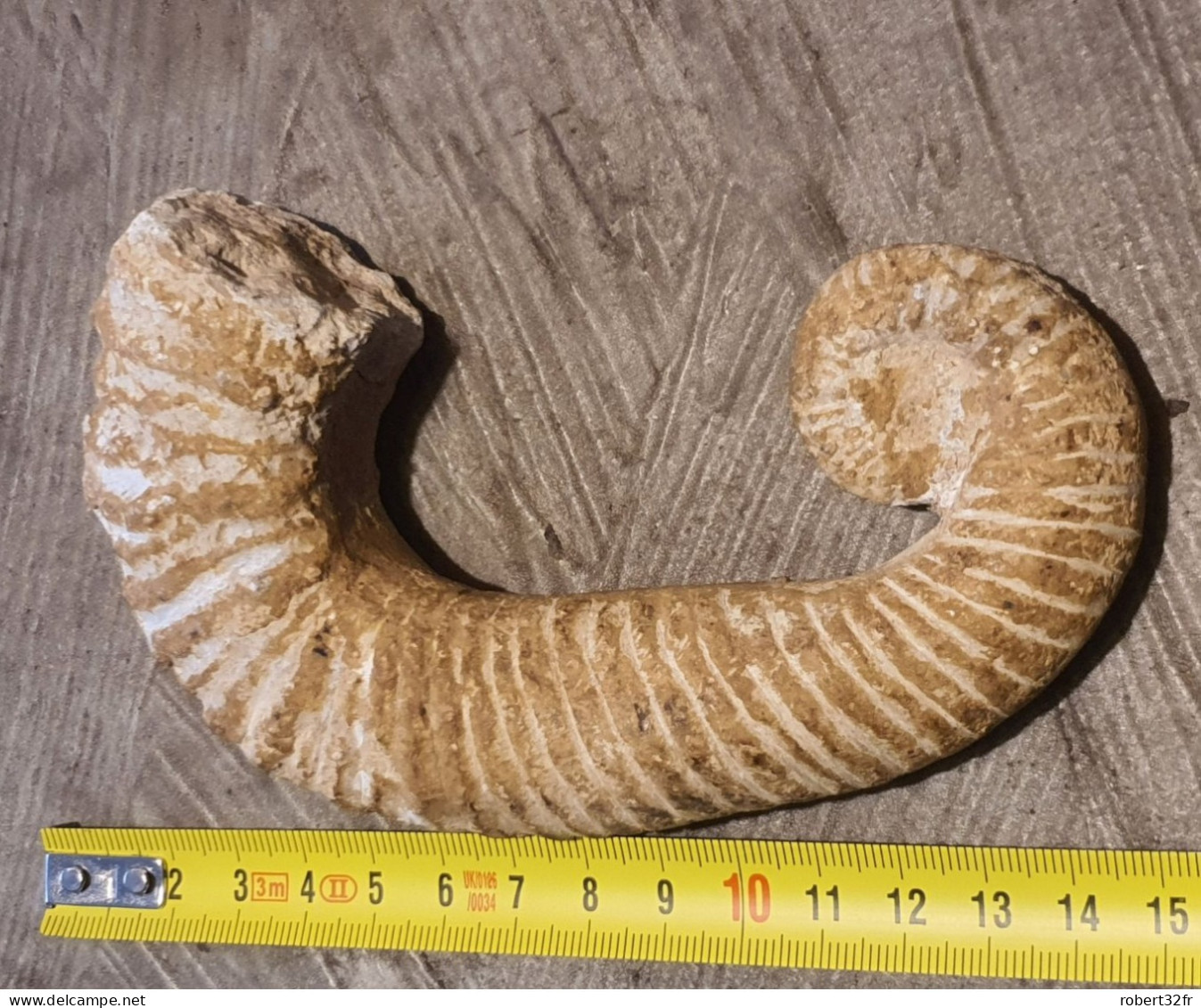 Joli Fossile D'une Ammonite Deroulée De 13cm De Long - Nice Fossil Of An Unrolled Ammonit - Fossilien