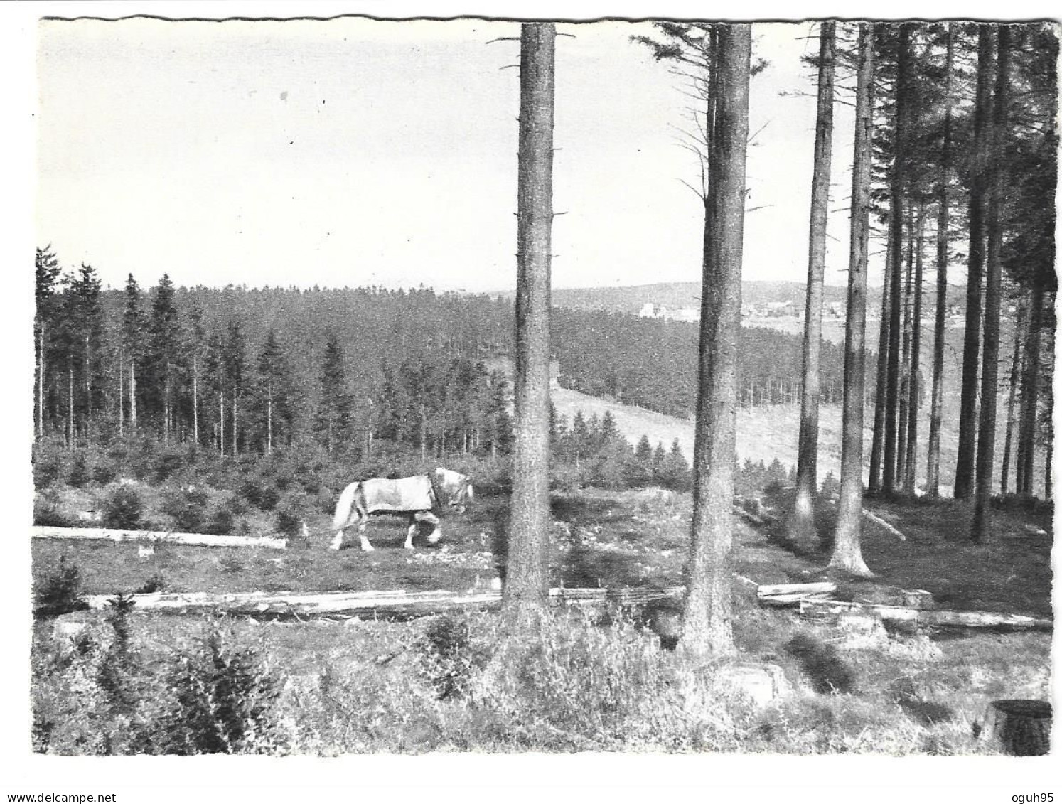 Allemagne - NEUSTADT - Am Rennsteig - Holzschieifen  (débardage Du Bois Avec Un Cheval) - Neustadt (Weinstr.)