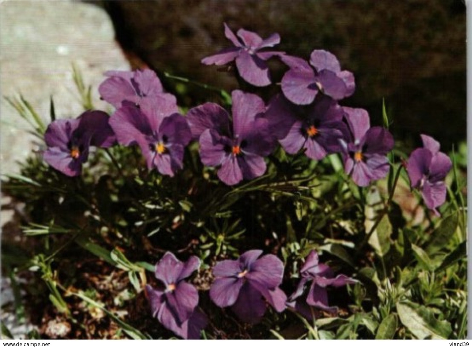 Violette éperonnée. - Flowers