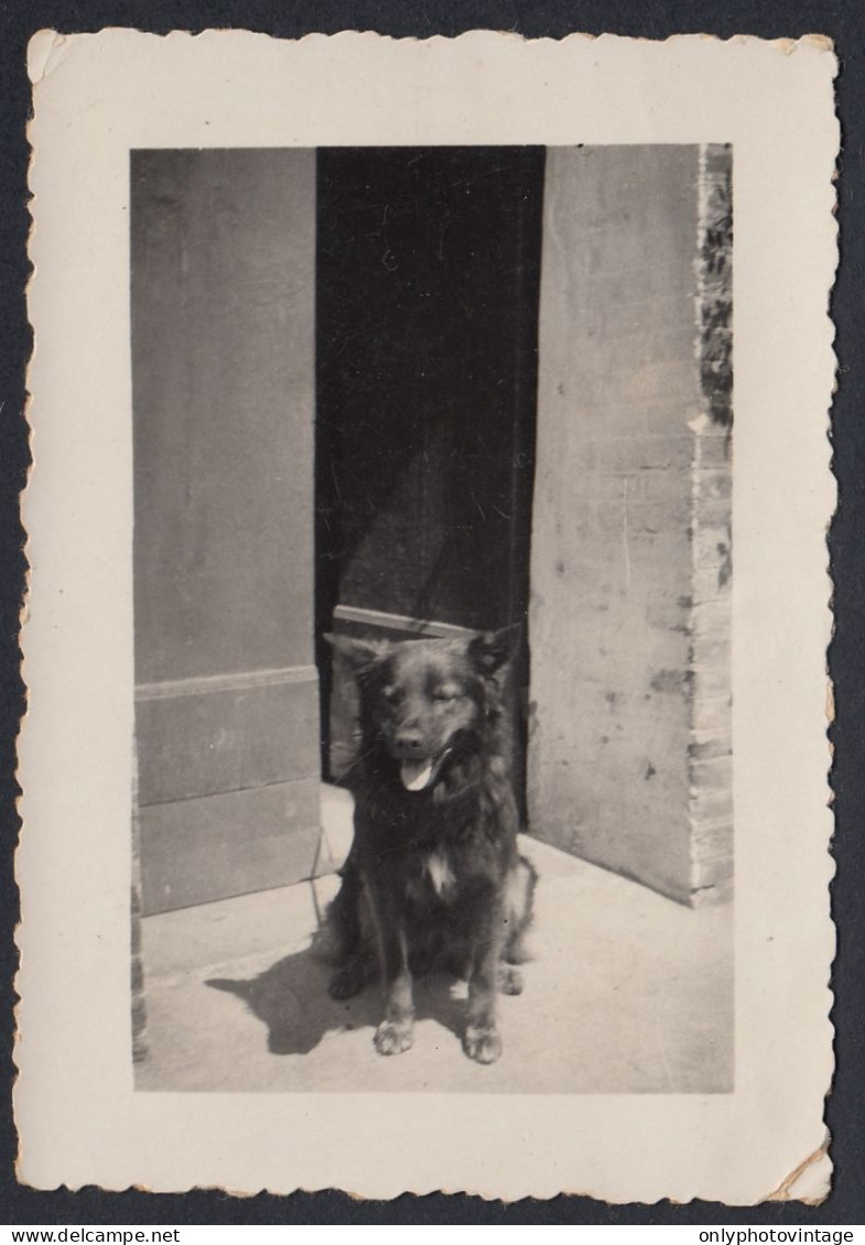 Italia 1930 - Un Cane In Posa - Fotografia D'epoca - Vintage Photo - Places