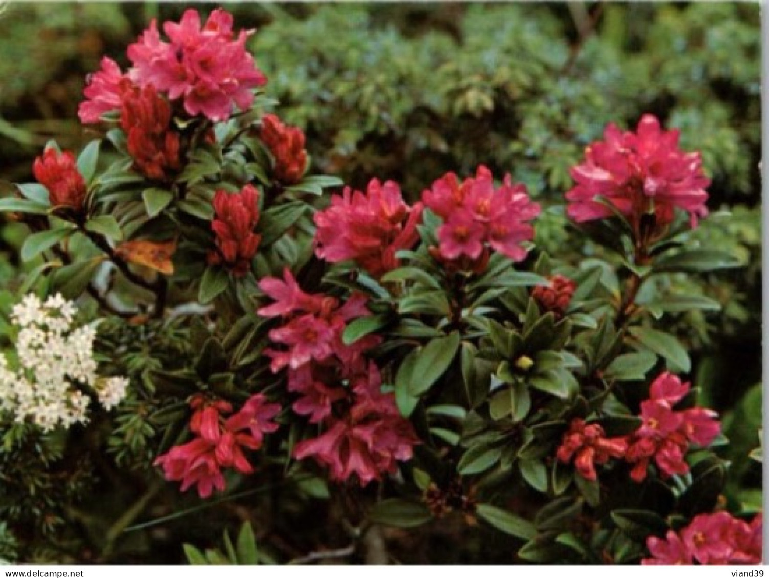 Rhododendron Ferrugineux. - Flowers