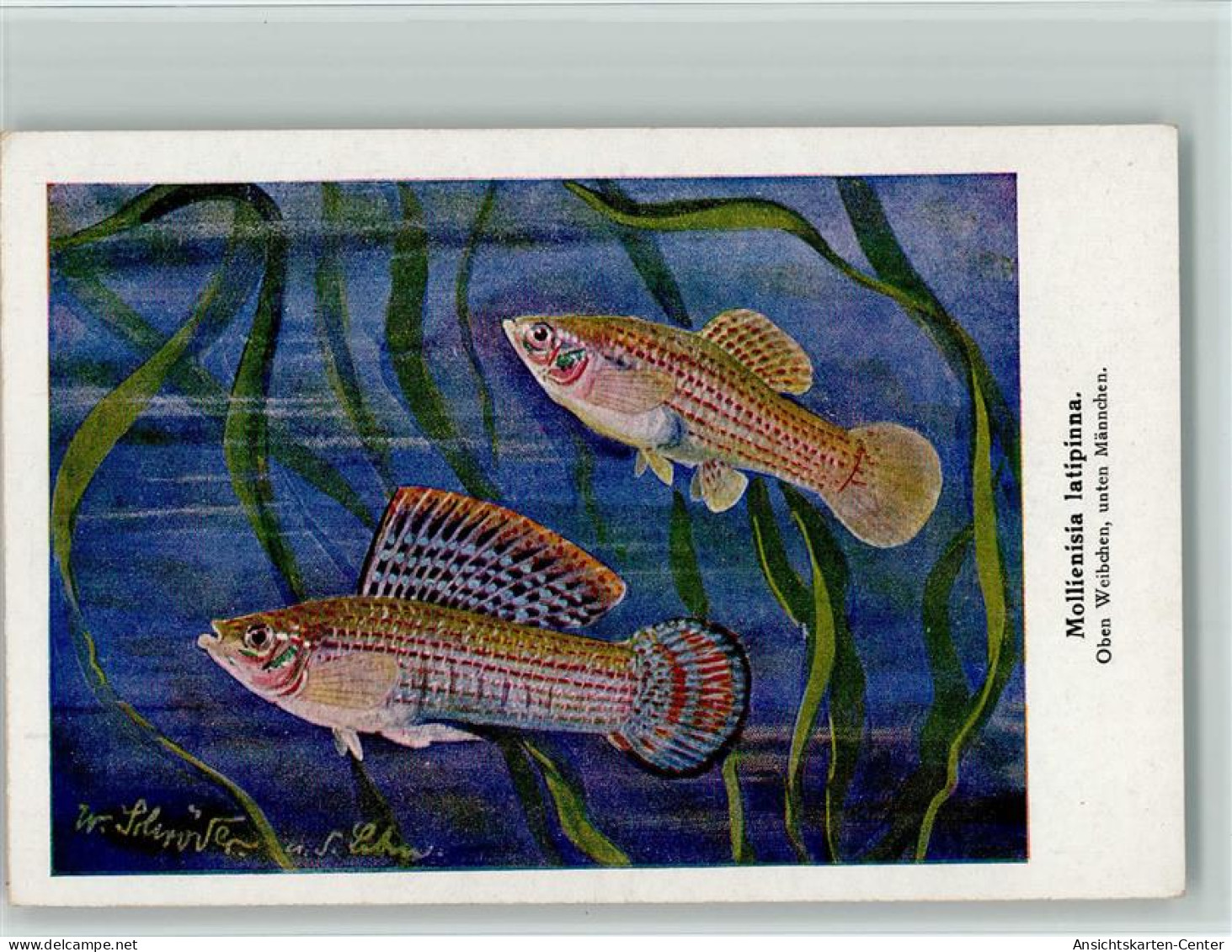 13021504 - Fische Sign W. Schroeder  - Mollienisia - Vissen & Schaaldieren