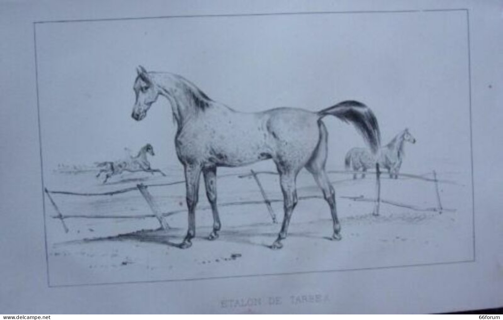 LITHOGRAPHIE DE VICTOR ADAN 1856 CHEVAUX ETALON DE TARBES - Autres & Non Classés