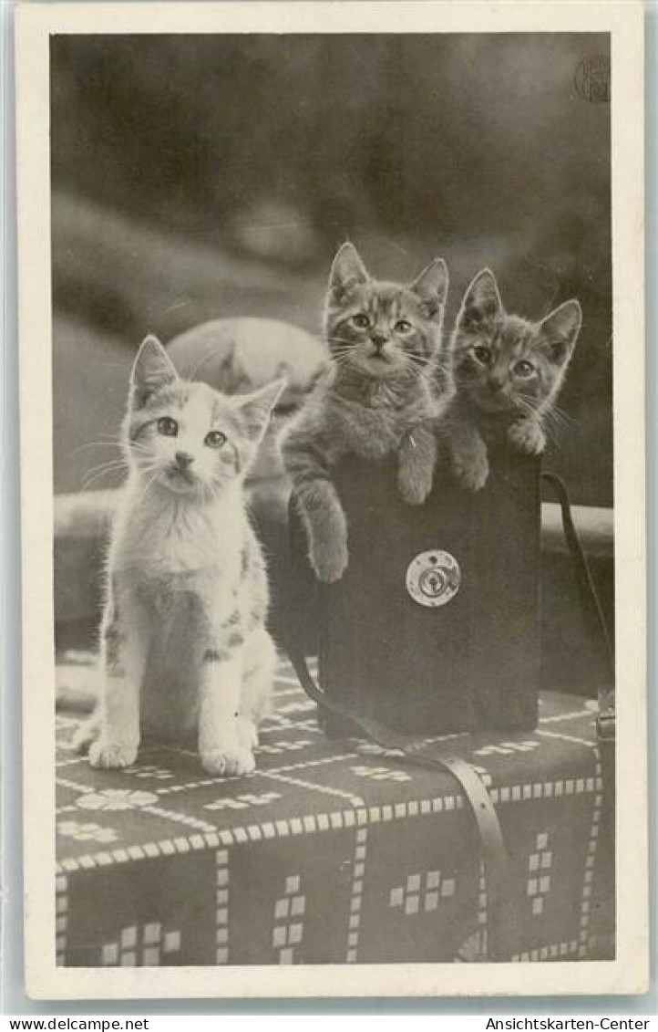 39626704 - Drei Junge Katzen  Photo Material Joseffe Merano - Chats
