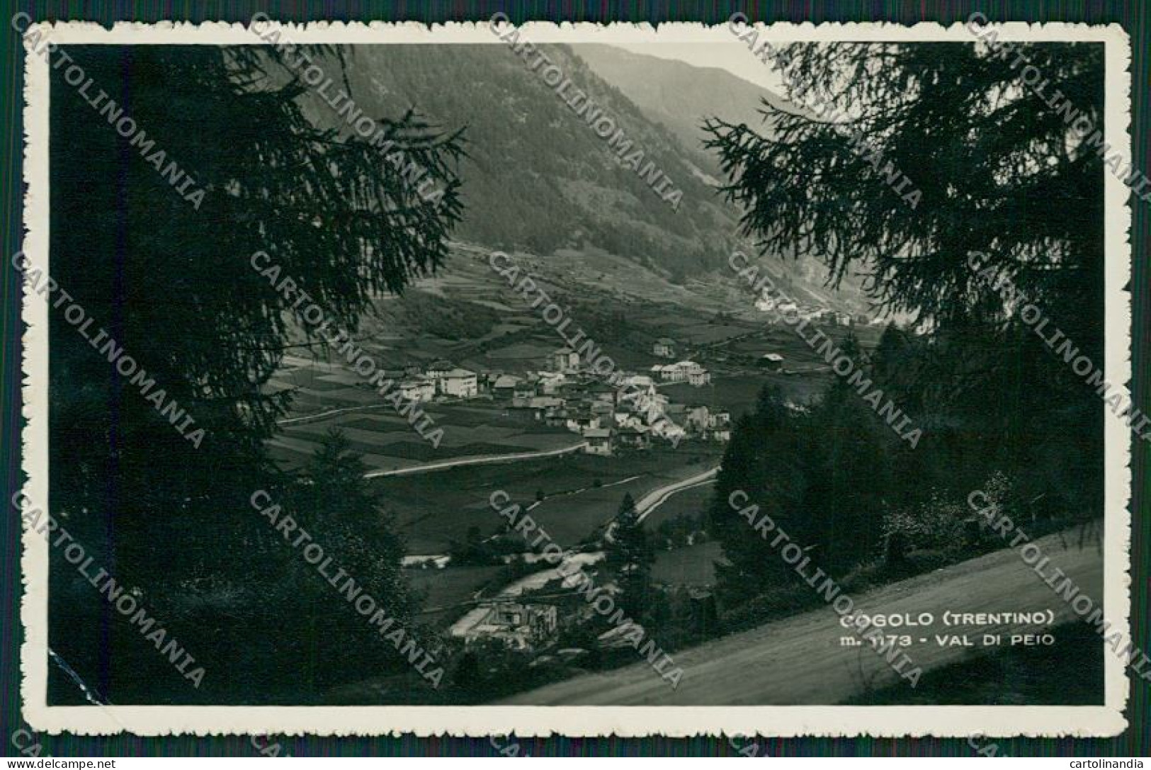 Trento Cogolo PIEGHINA Foto Cartolina ZC2935 - Trento