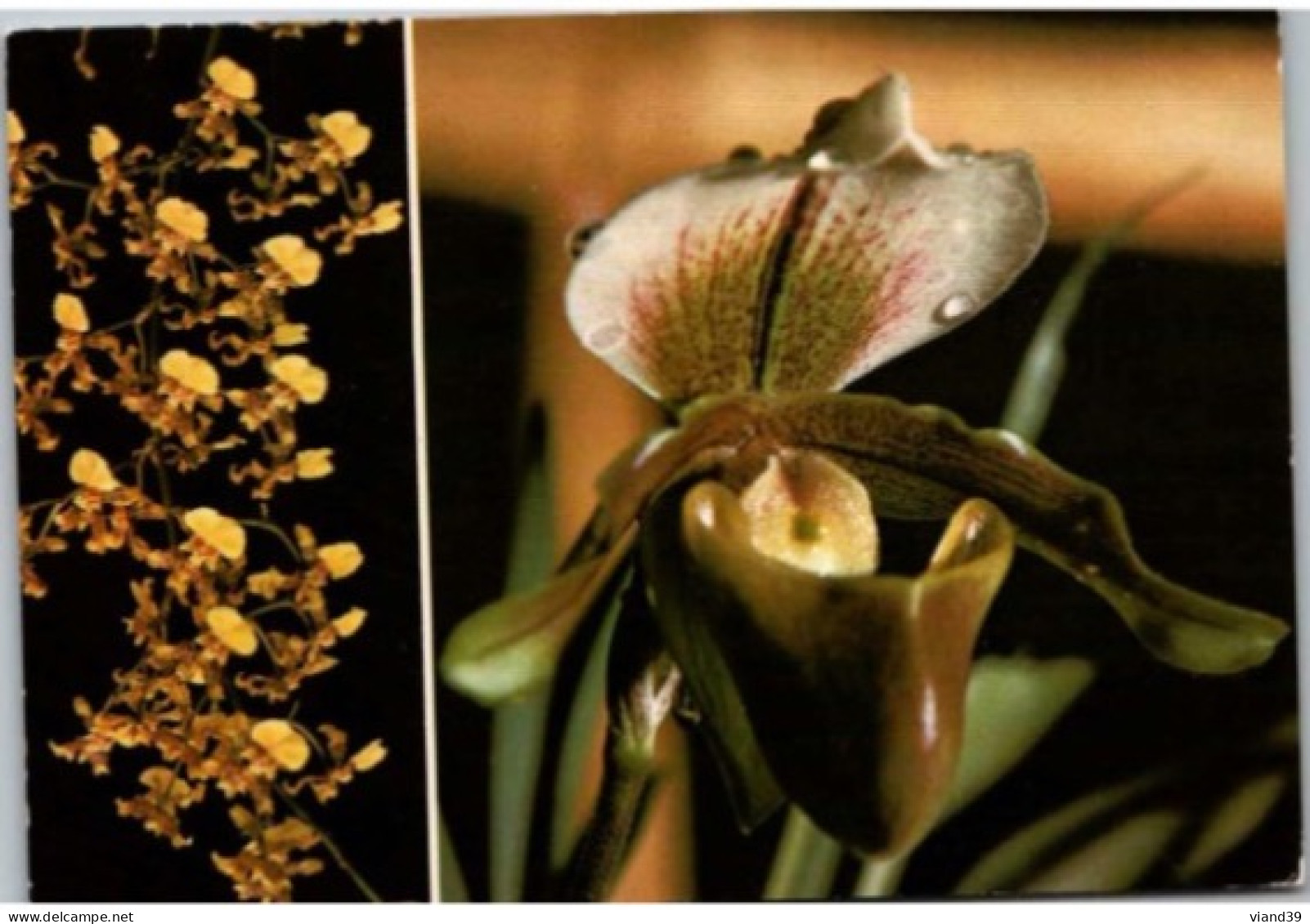 Orchidées Pluie D'Or. Sabot De Vénus.     Carte De L'Ile De La Réunion.  1978 - Flowers